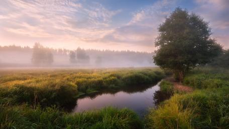Morning Mist Over the Serene Pond wallpaper
