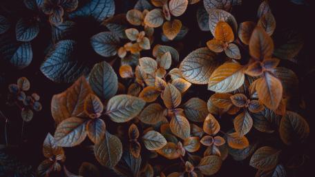 Decorative nettle wallpaper