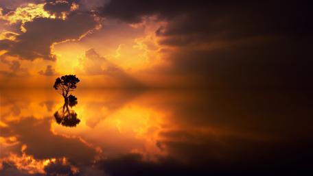 Lone tree reflected in the water wallpaper