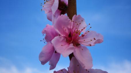 Delicate Pink Blossoms Against Blue Sky wallpaper