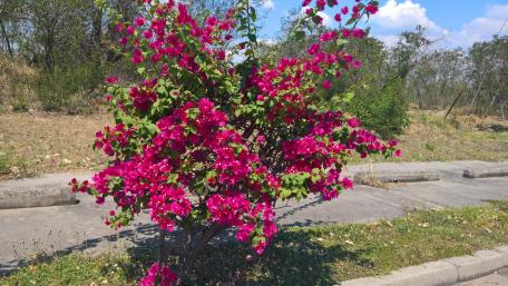 Colorful bush wallpaper