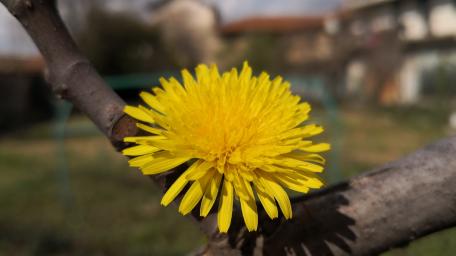 Vibrant Yellow Dandelion Awaits Your Touch wallpaper