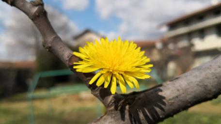 Radiant Yellow Blossom Amidst Nature's Backdrop wallpaper