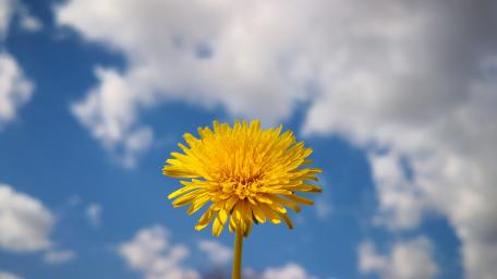 Vibrant Dandelion Against a Bright Sky wallpaper