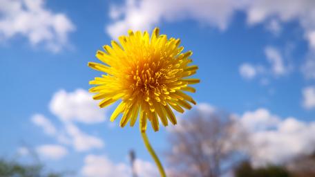 Bright Dandelion Under Clear Sky wallpaper