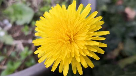 Bright Yellow Dandelion Blossom in Bloom wallpaper