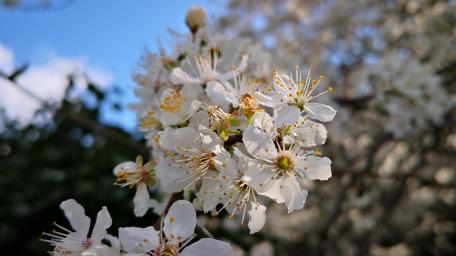 Delicate White Blossoms Under a Clear Sky wallpaper