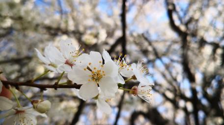 Delicate White Blossoms in Spring Sunlight wallpaper