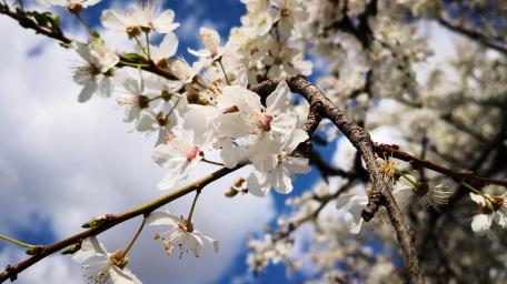Blossoming Beauty of White Flowers in Springtime Sunshine wallpaper