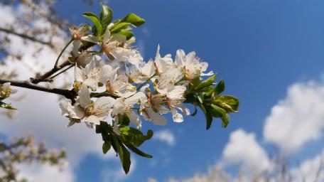 Delicate Cherry Blossoms Against a Bright Sky wallpaper