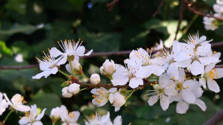 Delicate White Blossoms in Springtime Glow wallpaper