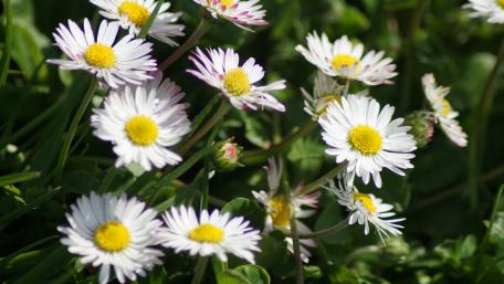 Daisy Delight in Blooming Meadows wallpaper