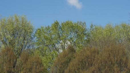Vibrant Green Trees Against a Clear Sky wallpaper