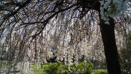 Blossoming Cherry Tree Beauty in Nature wallpaper