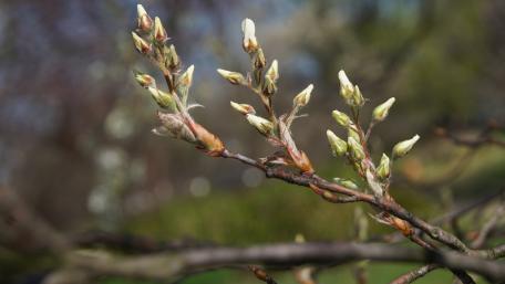 Delicate Blossoms Ready to Bloom wallpaper