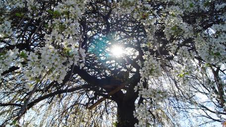 Radiant Blossoms Under Sunlight wallpaper