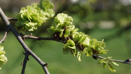Fresh Green Blossoms in Nature's Embrace wallpaper