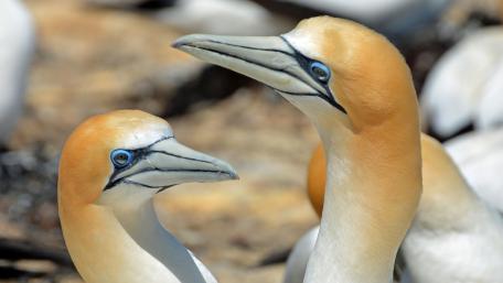 Morus birds wallpaper