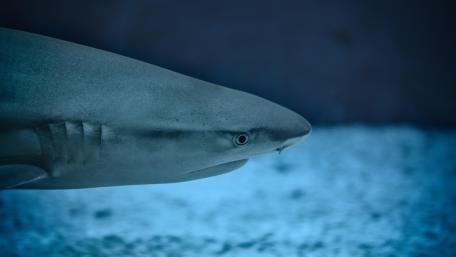 Shark wallpaper