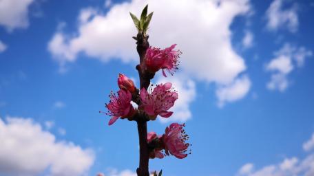 Blossoming Peach Flowers Under a Blue Sky wallpaper