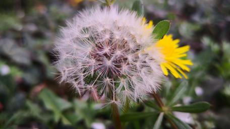 Delicate Dandelion and Vivid Yellow Blossom Moments of Nature's Beauty wallpaper