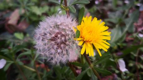 Nature's Delicate Contrasts of Dandelion and Flowering Beauty wallpaper
