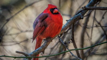 Northern Cardinal wallpaper