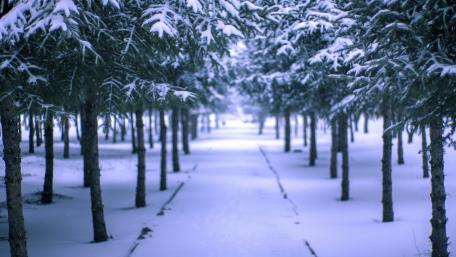 Snowy pine grove wallpaper