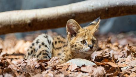Baby serval among leaves wallpaper