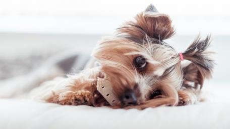 Sweet Yorkshire Terrier wallpaper