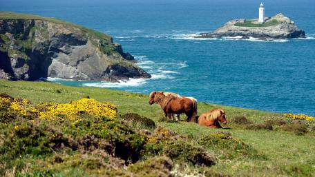 Shetland Pony wallpaper