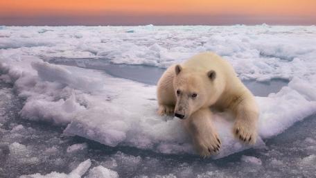 Majestic Polar Bear on an Ice Cap wallpaper