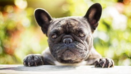 French Bulldog wallpaper
