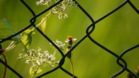 Fence VS Flowers wallpaper