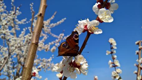 Butterfly on blooming twig wallpaper