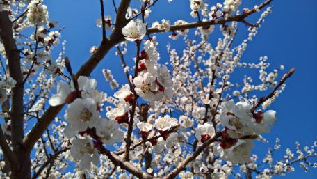 Spring blossom wallpaper