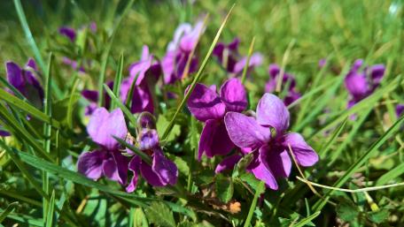 Violet flowers in the grass wallpaper