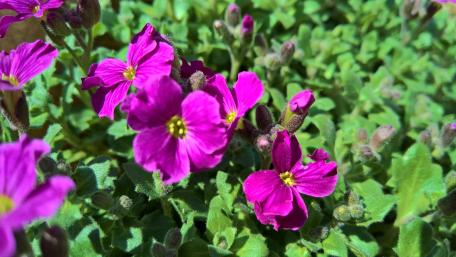 Vibrant Magenta Flowers in Bloom wallpaper