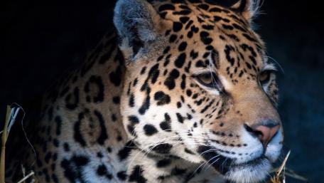 Cheetah wallpaper
