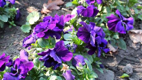Pansy wallpaper