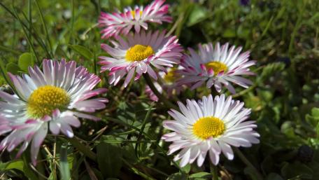 Delicate Daisies in Sunlit Grass wallpaper