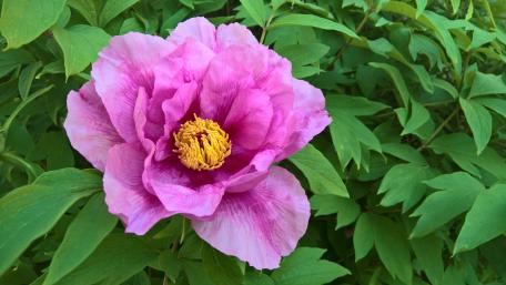 Elegant Pink Peony Surrounded by Lush Greenery wallpaper