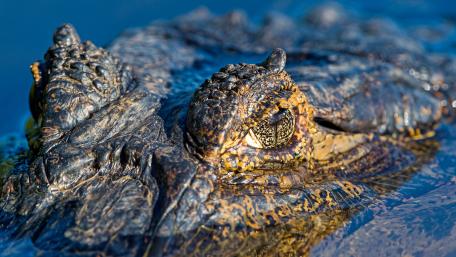 Eye of a crocodile wallpaper