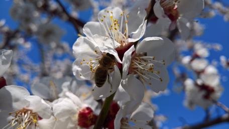 Spring Blossoms with Busy Honeybee Among Flowers wallpaper