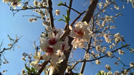 Spring Blossom Beauty in 5K Resolution wallpaper