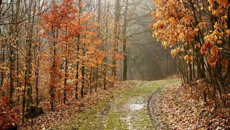 Autumn Serenity in the Woodland Trail wallpaper