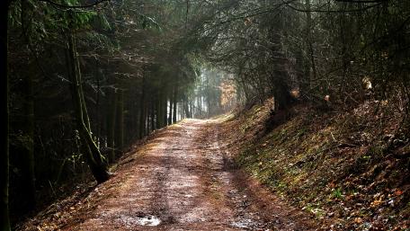 Woodland Serenity on a Forest Trail wallpaper