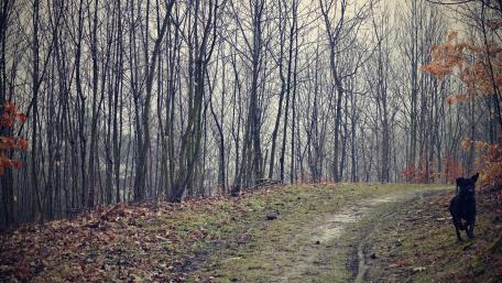 Serene Woods with a Playful Companion wallpaper