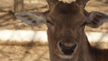 Majestic Deer Close-Up Wallpaper wallpaper