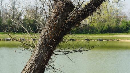 Serene Reflections by the Tranquil Pond wallpaper
